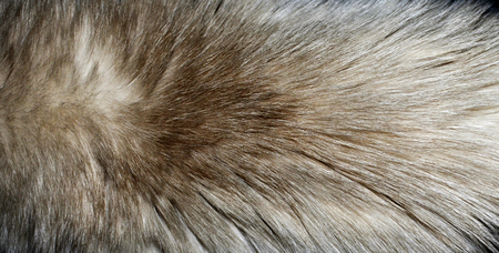 Closeup of a fur texture from a cat's torsoの写真素材