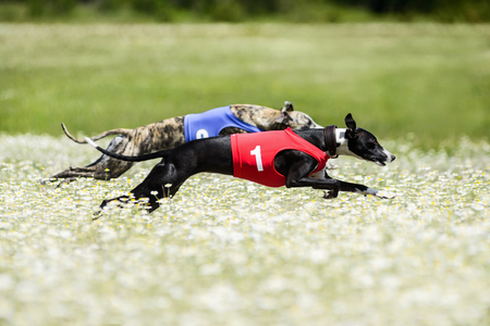 Two Greyhounds lure coursing competition in a beautiful chamomile field. Rear flight phase, suspended period, swing phase of double-suspension rotary gallopの写真素材