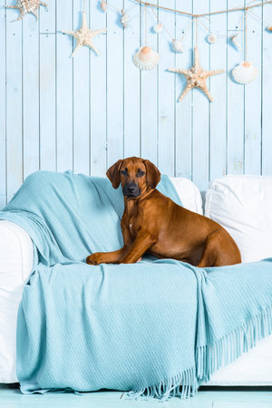 Rhodesian Ridgeback puppy lying on a sofa in a marine style interiorの写真素材