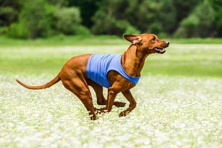Rhodesian Ridgeback lure coursing competition at chamomile fieldの写真素材