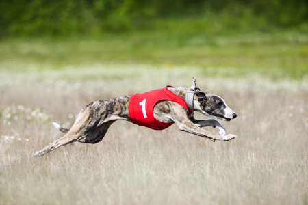 Sighthounds lure coursing competition at the fieldの写真素材