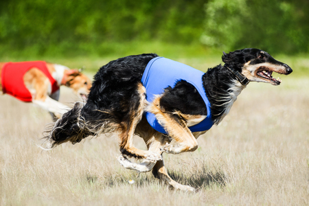 Russian wolfhounds lure coursing competition at the fieldの写真素材