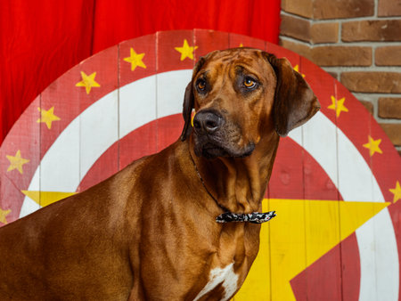Portrait of Rhodesian Ridgeback circus actor in front of a star target