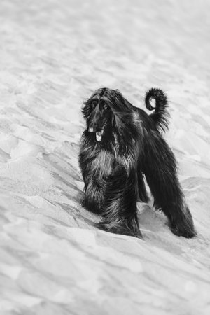 Black and white portrait of Afghan Hound walking on sand in desertの写真素材