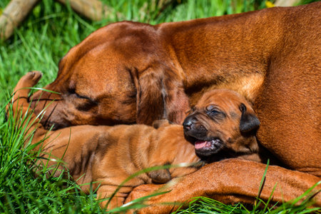 Beautiful large Rhodesian Ridgeback dog lying with her two 3-week-old puppies on the green grass in the garden licking one of themの写真素材