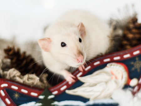 Funny rat sitting in Christmas decorations of rustic wooden sledge full of cones among snowの写真素材