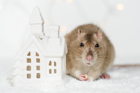 Funny face rat sitting and eating treats at Christmas decorations of scandinavian house candle holder among snow on garland lights bokeh backgroundの写真素材