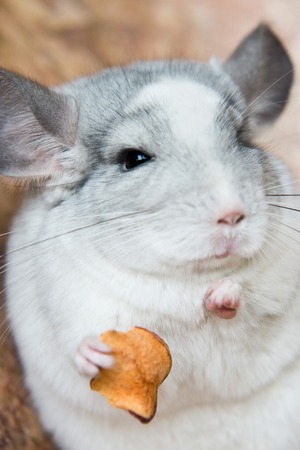 Cute domestic chinchilla holding food with armsの写真素材