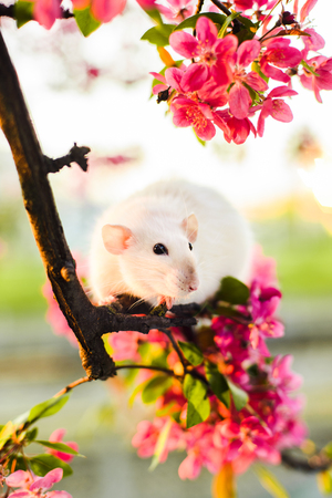 Cute fancy rat sitting in rose apple blossomの写真素材