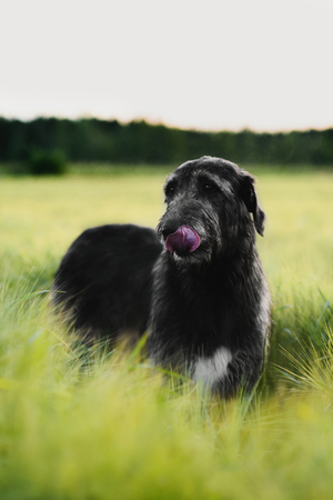 Irish Wolfhound standing in wheat field at sunsetの写真素材