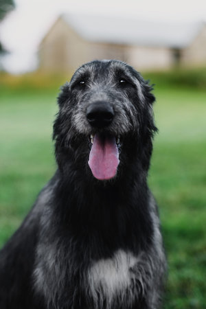 Irish Wolfhound sitting in the meadow