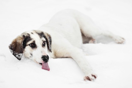 Funny face mixed breed dog licking snowの写真素材