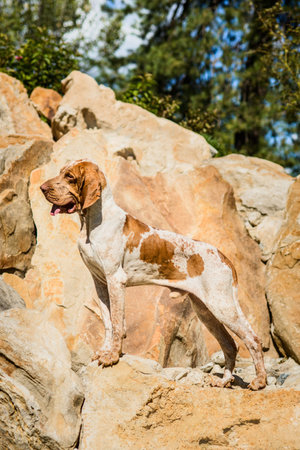 Bracco Italiano pointer male standing on rock
