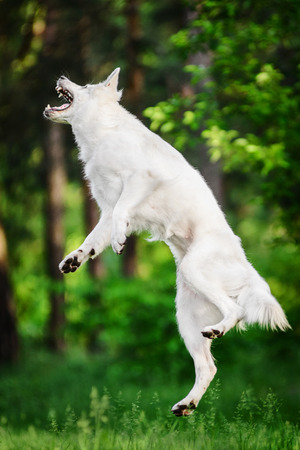 Berger Blanc Suisse catching puller toy  in high jumpの写真素材