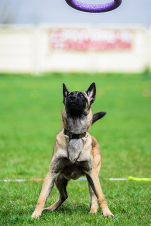 Funny face Belgian Shepherd catching puller toyの写真素材