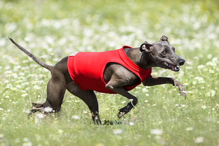 Funny Face Italian Greyhound lure coursing competition at chamomile fieldの写真素材