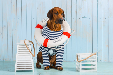 Rhodesian Ridgeback dog-sailor with lifebuoy around its neck