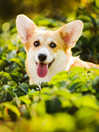 Funny face Welsh Corgi Pembroke sitting in grassの写真素材