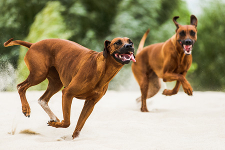 Two funny playful Rhodesian Ridgebacks chasing each other on beachの写真素材