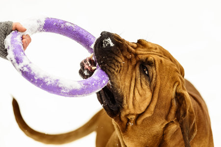 Funny face wrinkly Fila Brasileiro Dog (Brazilian Mastiff) playing puller with its master, humans handの写真素材