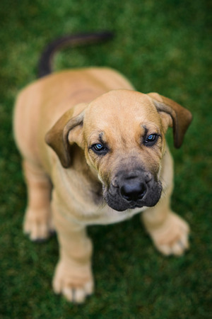 Cute Fila Brasileiro (Brazilian Mastiff) puppy portrait, view from aboveの写真素材