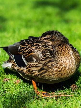 Close up portrait of male duck resting hiding its head among feathersの写真素材