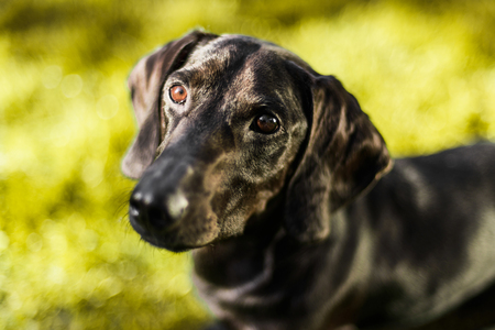 Cute brown attentive dachshund close up portraitの写真素材