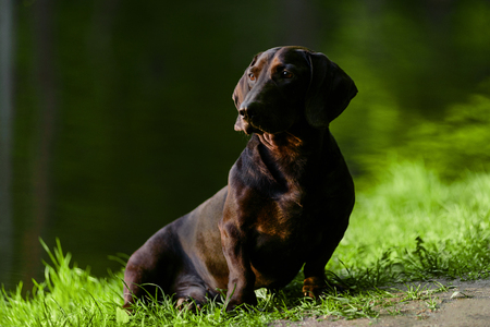 Cute brown dachshund sitting at lake in summer sunset backlightの写真素材