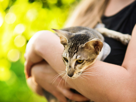 cute oriental shorthair cat sitting on girls hands with nature green backgroundの写真素材