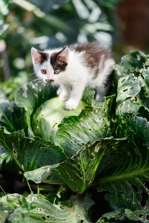 Cute funny curious kitten cat sitting on cabbage ready to jumpの写真素材