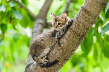 Cute funny curious kitten cat lying on tree in garden on sunny summer dayの写真素材