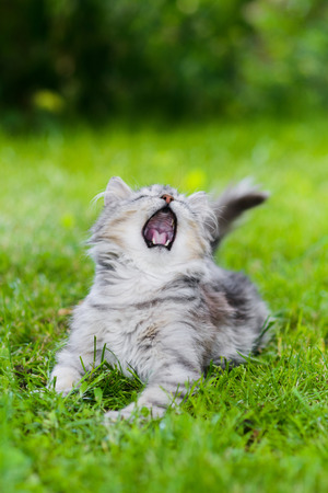 Cute gray fluffy silly face cat playing in grass chasing toy, mouth openの写真素材