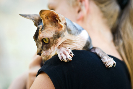 cute spotty hairless sphynx cat sitting on girls shoulder, close up clawsの写真素材