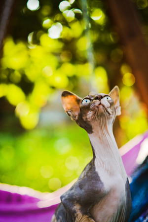 close-up portrait of beautiful curious spotty hairless sphynx cat sitting on colorful textile background, looking for birds on treeの写真素材