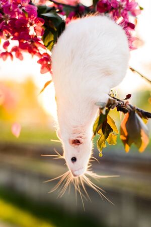 Adorable fancy rat sitting in spring apple blossomの写真素材