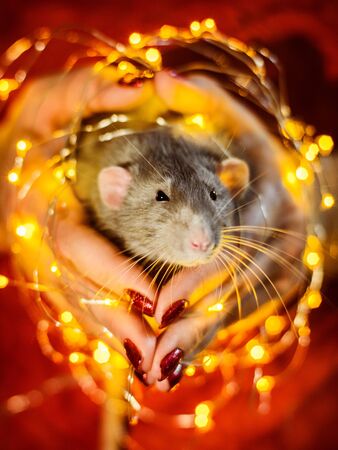 fancy rat sitting in girls hands surrounded with christmas garland lightsの写真素材