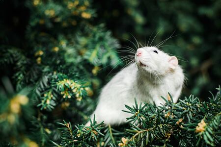 Cute white and grey dumbo fancy rat sitting in ever green festive spruce fir pine tree. Chinese New year 2020 christmas greeting post cardの写真素材
