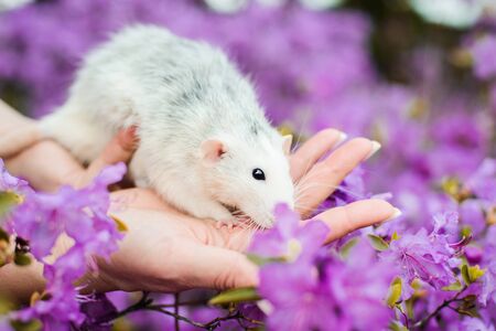 Tender white and grey dumbo fancy rat sitting on girls hands in gorgeous purple azalea bush flowers blossom. Chinese New year 2020 greeting post cardの写真素材