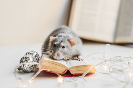 Cute grey fancy rat reading small book in cozy garland lightsの写真素材