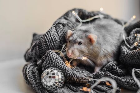 Cute dark grey fancy rat sitting on cozy grey sweater in cozy garland lightsの写真素材