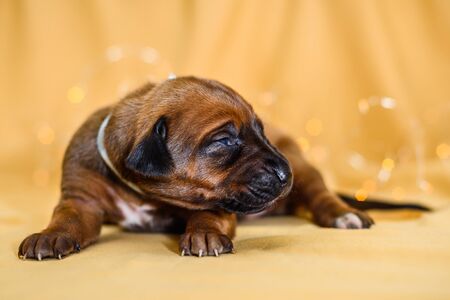 Cute sleepy newborn rhodesian ridgeback puppy just opened eyes, warm yellow background, lights in bokehの写真素材