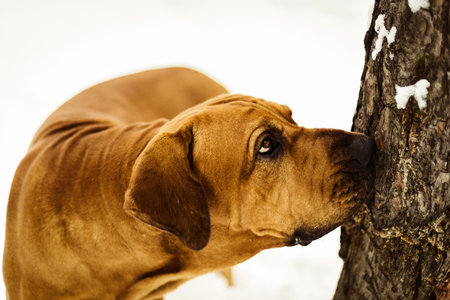 Curious Fila Brasileiro (Brazilian Mastiff) close-up portrait, looking up the tree