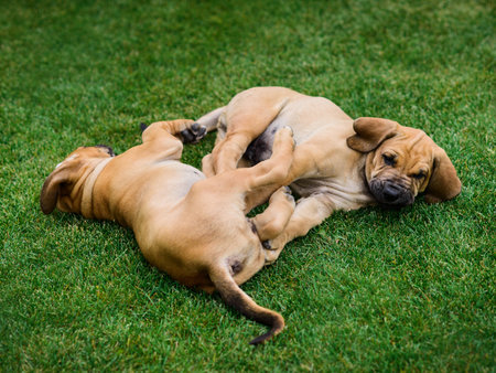 Two Fila Brasileiro (Brazilian Mastiff) puppies playing on the grass
