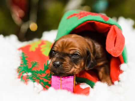 Cute rhodesian ridgeback puppy in snow and christmas new year decorationsの写真素材