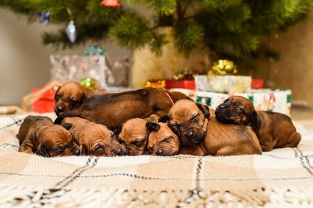 Eight cute newborn rhodesian ridgeback puppies sleeping  in front of decorated christmas tree and New Year giftsの写真素材
