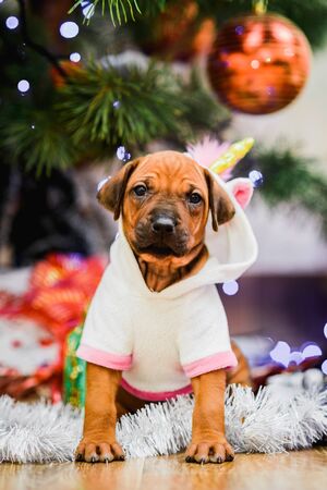 Cute rhodesian ridgeback puppy wearing unicorn carnival costume with christmas tree and gifts on backgroundの写真素材