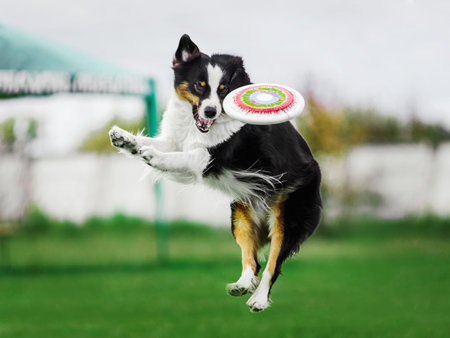 funny face excited australian shepherd jumping high catching flying disk, open mouth, summer outdoors dog sport competitionの写真素材