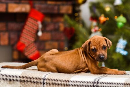 Cute rhodesian ridgeback puppy on decorated green christmas tree and fireplace with socks background, new year decoration lightsの写真素材