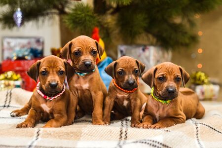 Four cute rhodesian ridgeback puppies sitting in front of decorated christmas tree and New Year giftsの写真素材