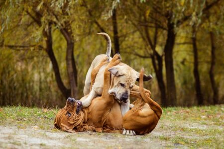 Two adult Fila Brasileiro (Brazilian Mastiff) dogs sitting side to side, autumn sceneの写真素材